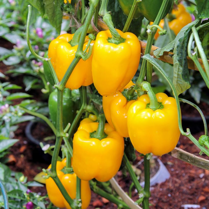Paprika Cuneo Jaune Bio - Ferme de Sainte Marthe (Plant habit)