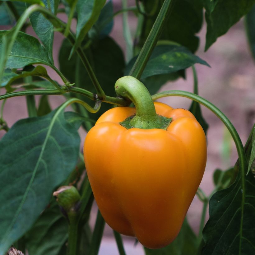 Paprika Milena (Harvest)