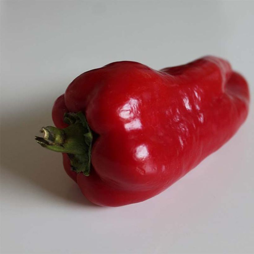 Paprika Lamuyo F1 (Veredelt) (Harvest)