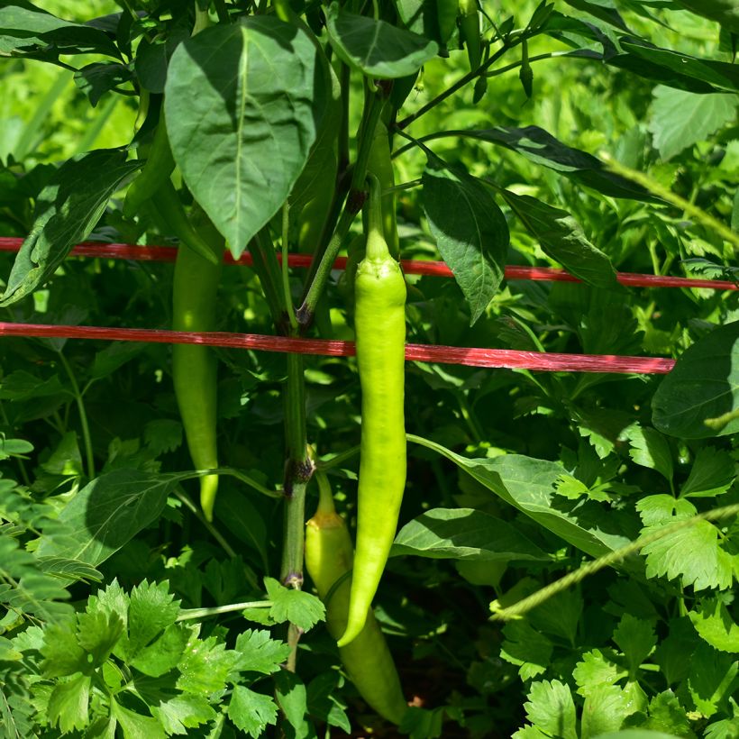 Paprika Sweet Banana Jaune Clair (Harvest)