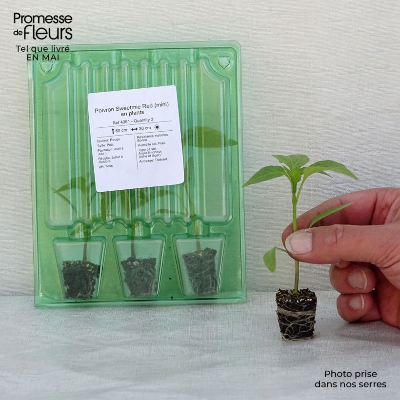 Example of Paprika Sweetmie Red Mini-Plug Ø 3/4 cm as you get in printemps