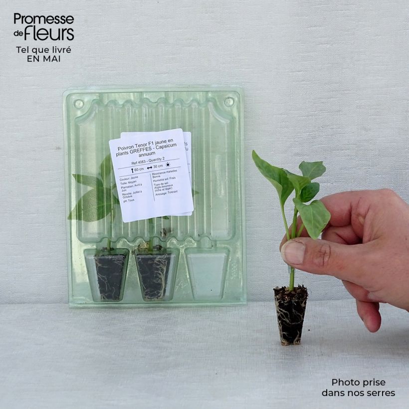 Example of Paprika jaune Tenor F1 (Veredelt) Mini-Plug Ø 3/4 cm as you get in printemps