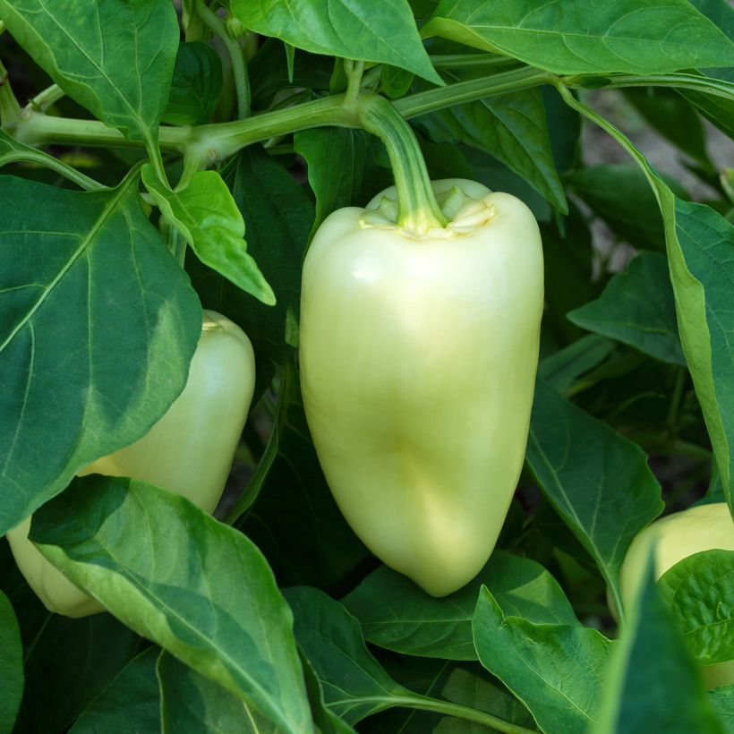 Paprika White Bell (Plant habit)