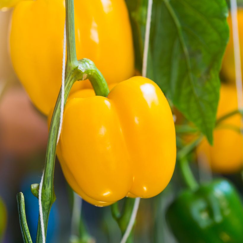Paprika Carre d’Asti Jaune Bio - Ferme de Sainte Marthe (Harvest)