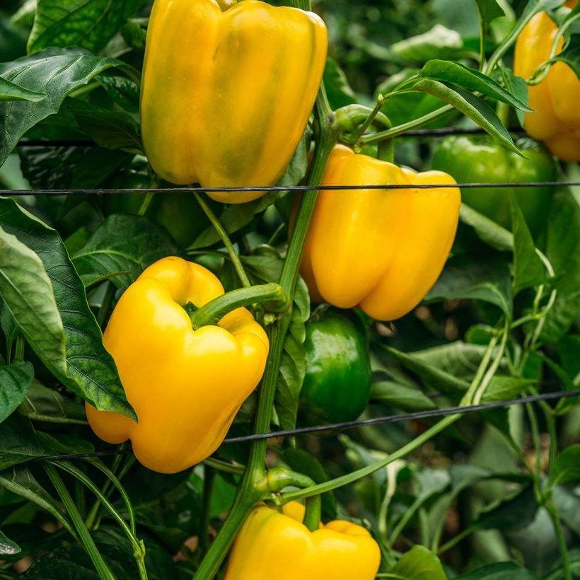 Paprika Carre d’Asti Jaune Bio - Ferme de Sainte Marthe (Plant habit)