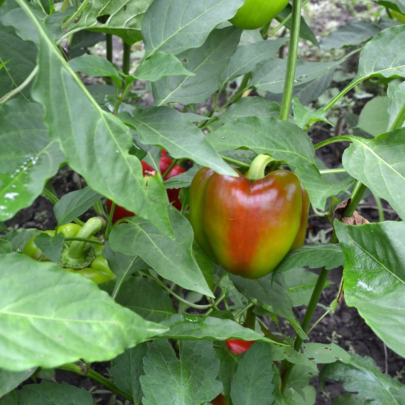 Paprika California Wonder BIO (Samen) (Harvest)