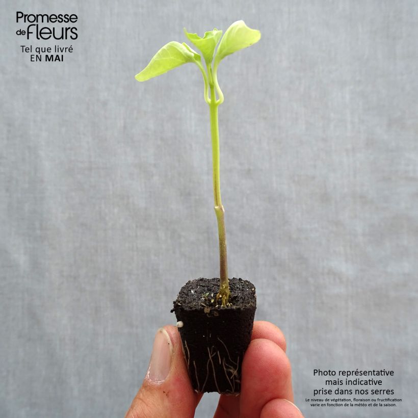 Example of Paprika Tenor F1 Mini-Plug Ø 1,5/2,5 cm as you get in printemps