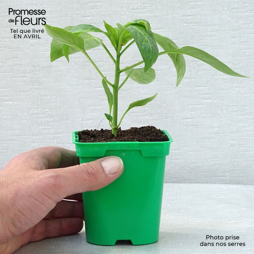 Example of Paprika Tenor F1 Topf 10 cm/11cm as you get in printemps