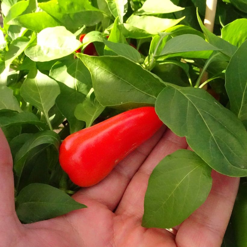 Paprika Snackor F1 (Harvest)