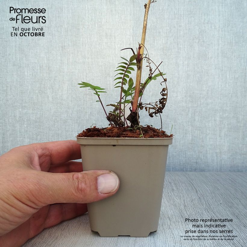 Example of Polemonium Bressingham Purple - Jakobsleiter Kleine Töpfe von 8/9 cm as you get in automne