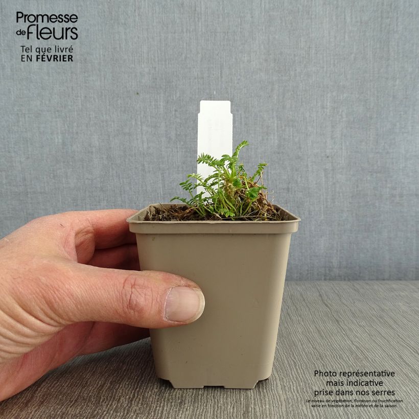 Exemplar von Polemonium yezoense Halfway to Paradise - Jakobsleiter Kleine Töpfe von 8/9 cm wie im Winter geliefert