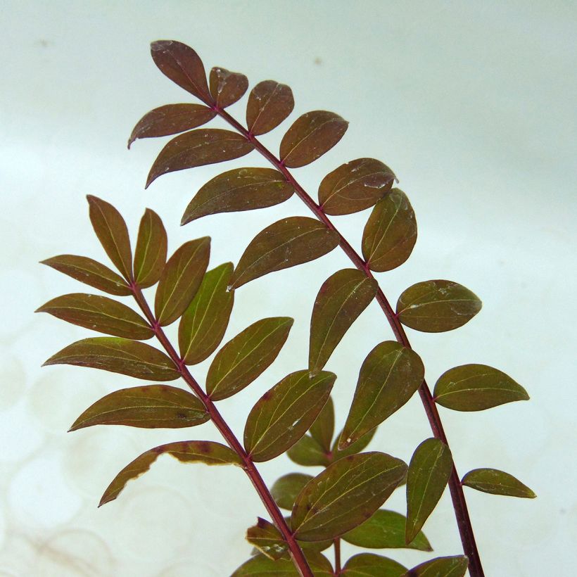 Polemonium Sonia's Bluebell - Jakobsleiter (Foliage)