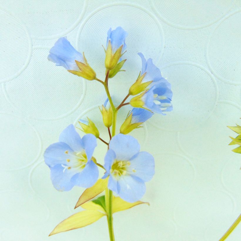 Polemonium reptans Stairway to Heaven - Jakobsleiter (Flowering)