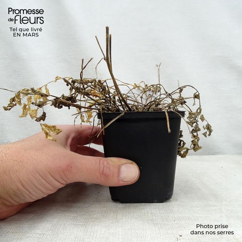 Exemplar von Polemonium reptans Stairway to Heaven - Jakobsleiter Kleine Töpfe von 8/9 cm wie im Frühjahr geliefert