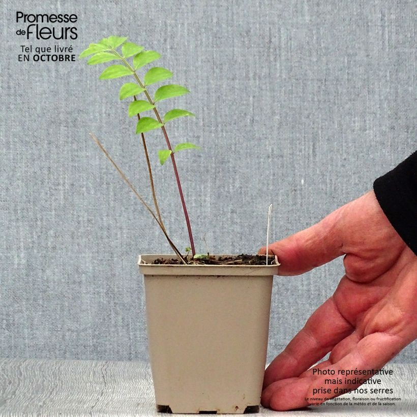 Example of Polemonium reptans Stairway to Heaven - Jakobsleiter Kleine Töpfe von 8/9 cm as you get in automne