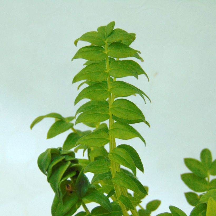 Polemonium caeruleum Album - Jakobsleiter (Foliage)
