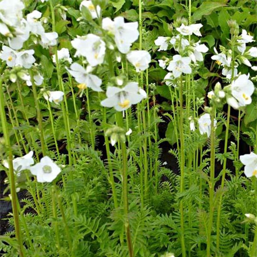Polemonium caeruleum Album - Jakobsleiter (Flowering)