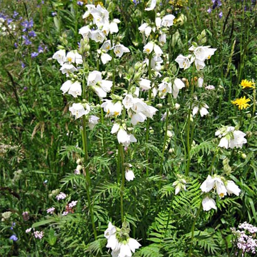 Polemonium caeruleum Album - Jakobsleiter (Plant habit)