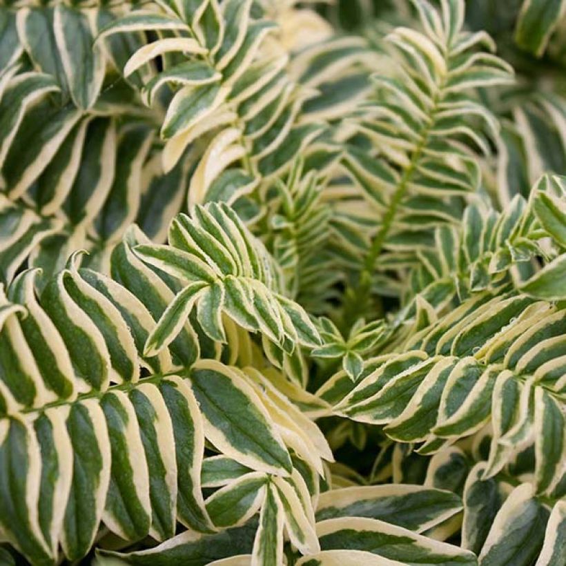 Polemonium caeruleum Brise d'Anjou - Jakobsleiter (Foliage)