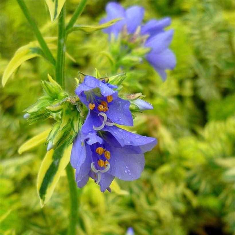 Polemonium caeruleum Brise d'Anjou - Jakobsleiter (Flowering)