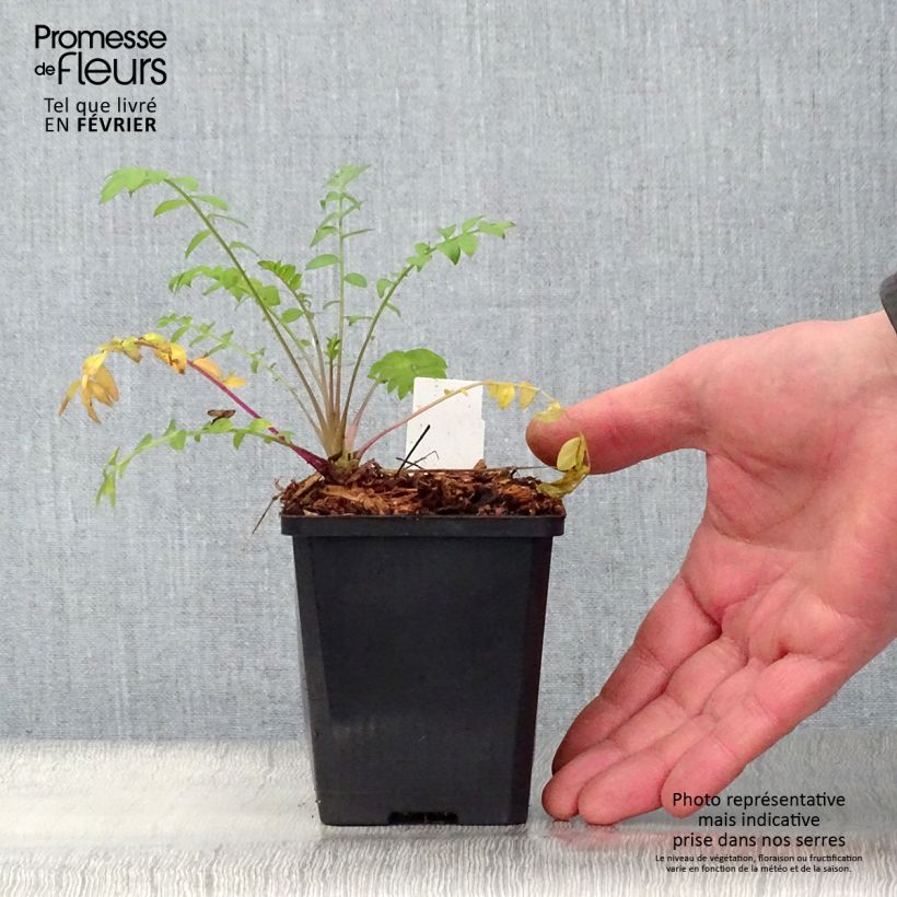 Exemplar von Polemonium caeruleum Lambrook Mauve - Jakobsleiter Kleine Töpfe von 8/9 cm wie im Winter geliefert