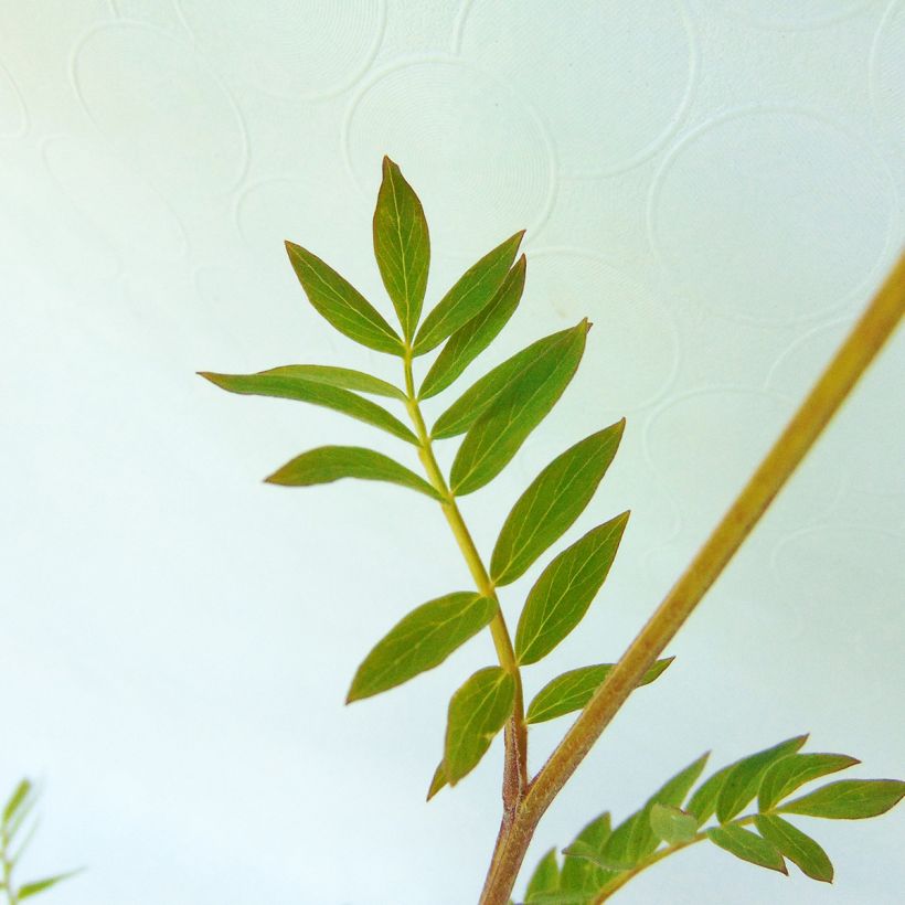 Polemonium carneum Apricot Delight - Jakobsleiter (Foliage)
