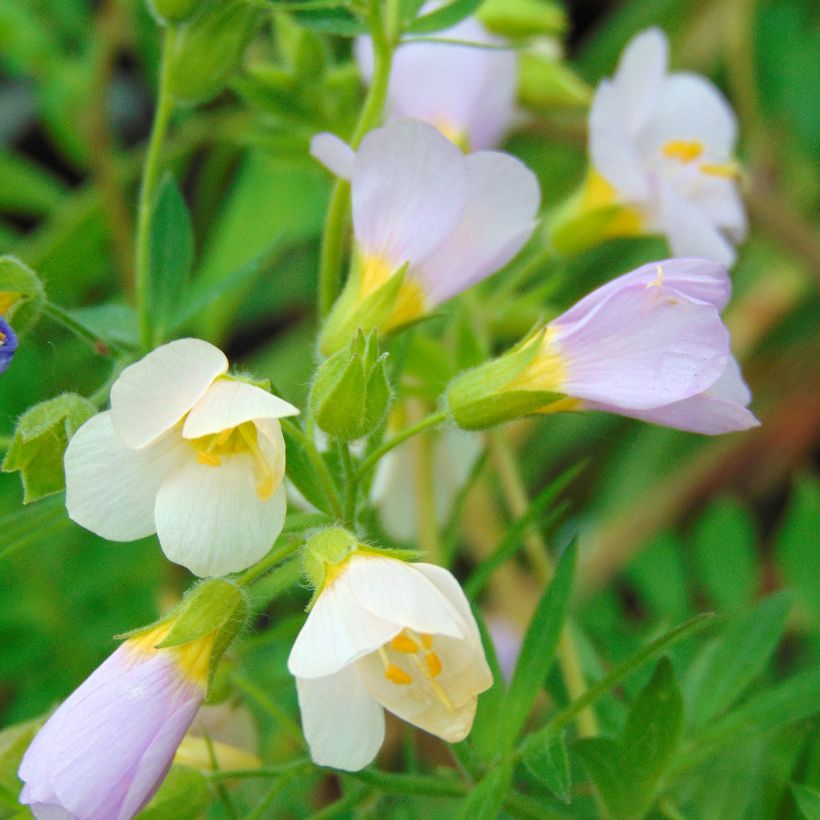 Polemonium carneum Apricot Delight - Jakobsleiter (Flowering)