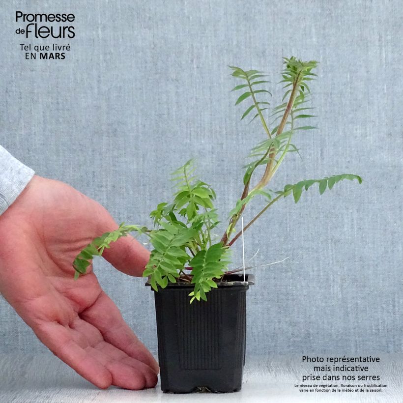 Exemplar von Polemonium carneum Apricot Delight - Jakobsleiter Kleine Töpfe von 8/9 cm wie im Frühjahr geliefert