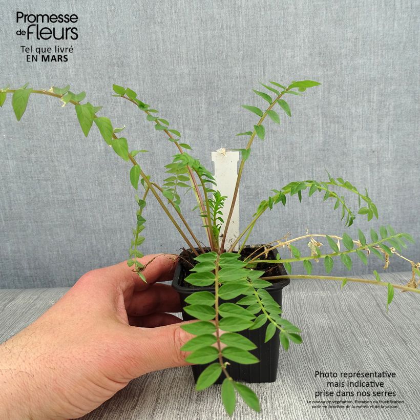 Exemplar von Polemonium carneum Apricot Delight - Jakobsleiter Kleine Töpfe von 8/9 cm wie im Winter geliefert