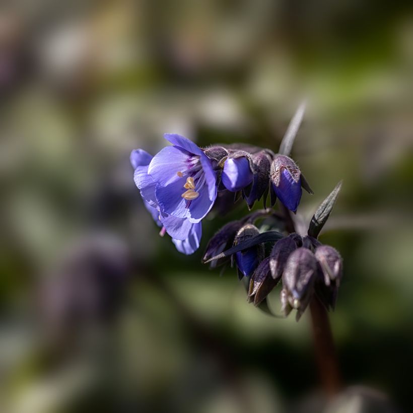 Polemonium Heaven Scent - Jakobsleiter (Flowering)