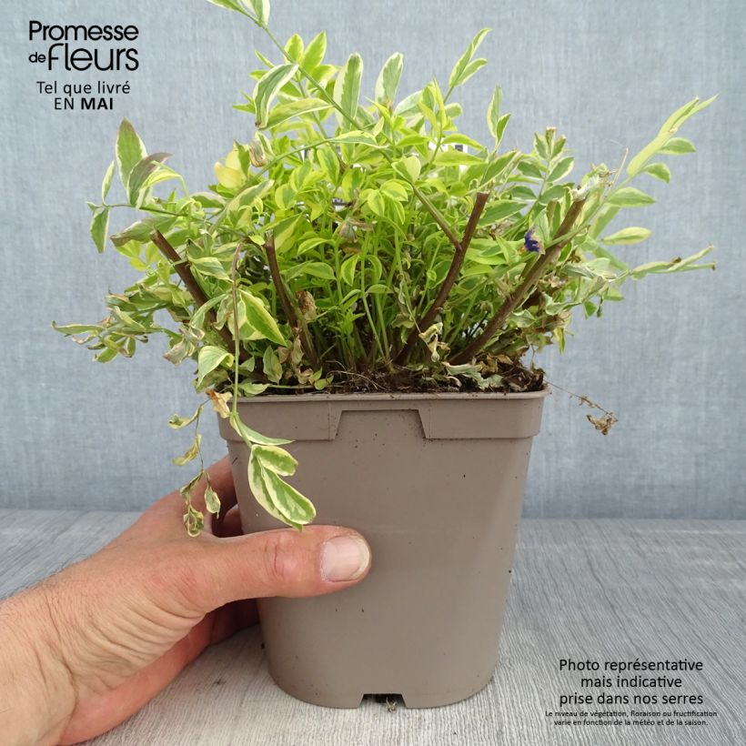 Exemplar von Polemonium pulcherrimum Golden Feathers - Jakobsleiter Topf mit 2L/3L wie im Frühjahr geliefert