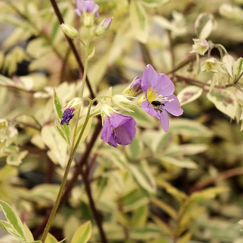 Polemonium pulcherrimum Golden Feathers - Jakobsleiter (Blüte)