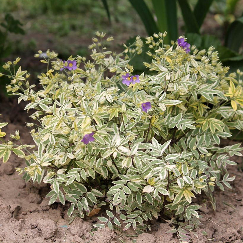 Polemonium pulcherrimum Golden Feathers - Jakobsleiter (Plant habit)