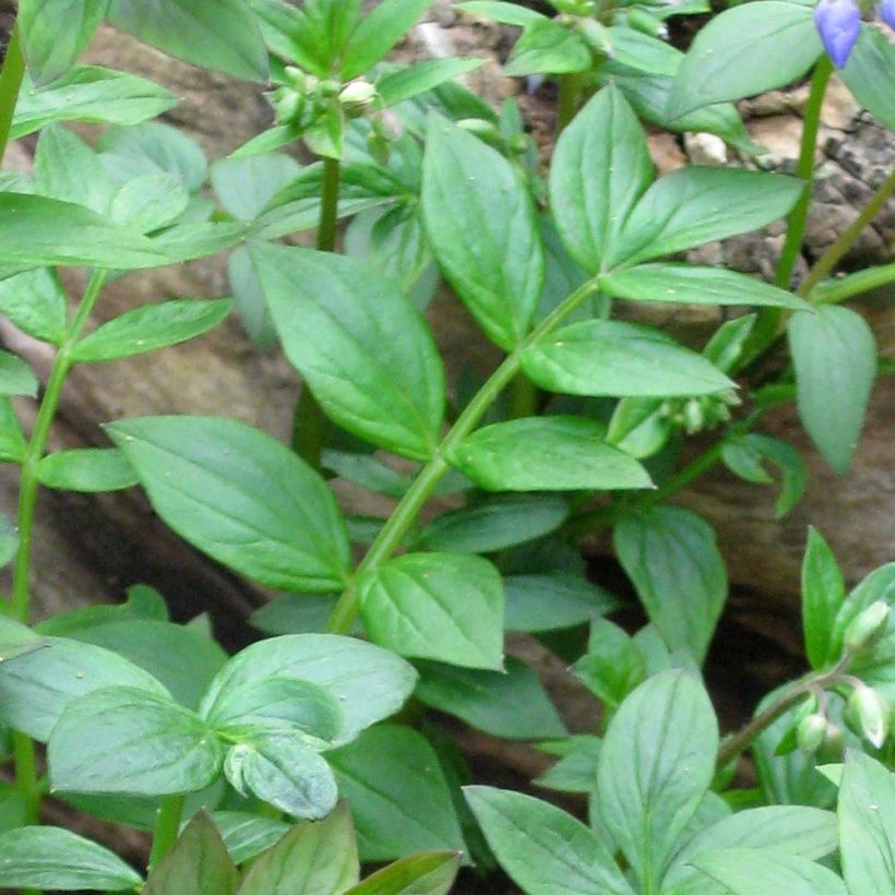 Polemonium reptans - Jakobsleiter (Foliage)