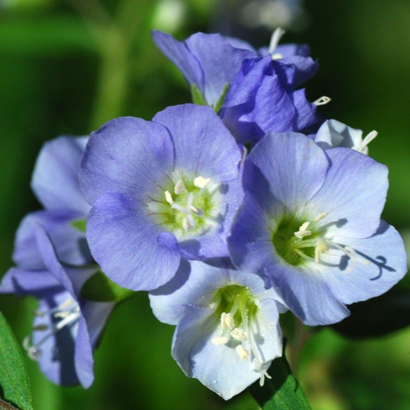 Polemonium reptans - Jakobsleiter (Flowering)