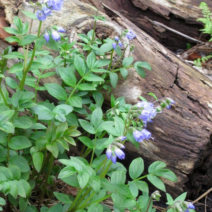 Polemonium reptans - Jakobsleiter (Plant habit)