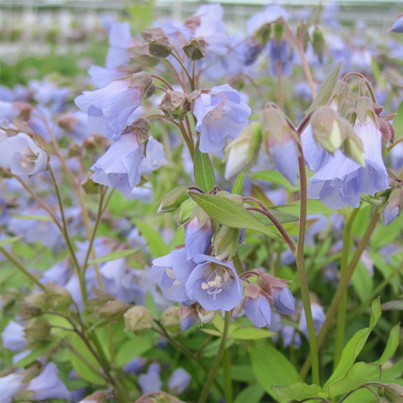 Polemonium reptans Blue Pearl - Jakobsleiter (Flowering)