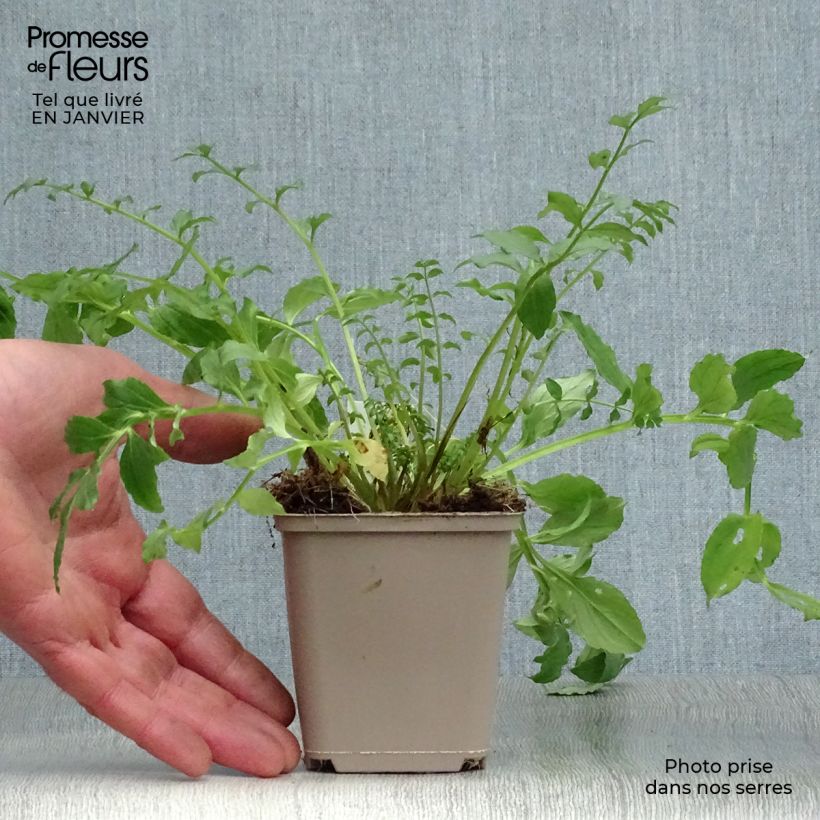 Exemplar von Polemonium reptans Blue Pearl - Jakobsleiter Kleine Töpfe von 8/9 cm wie im Winter geliefert