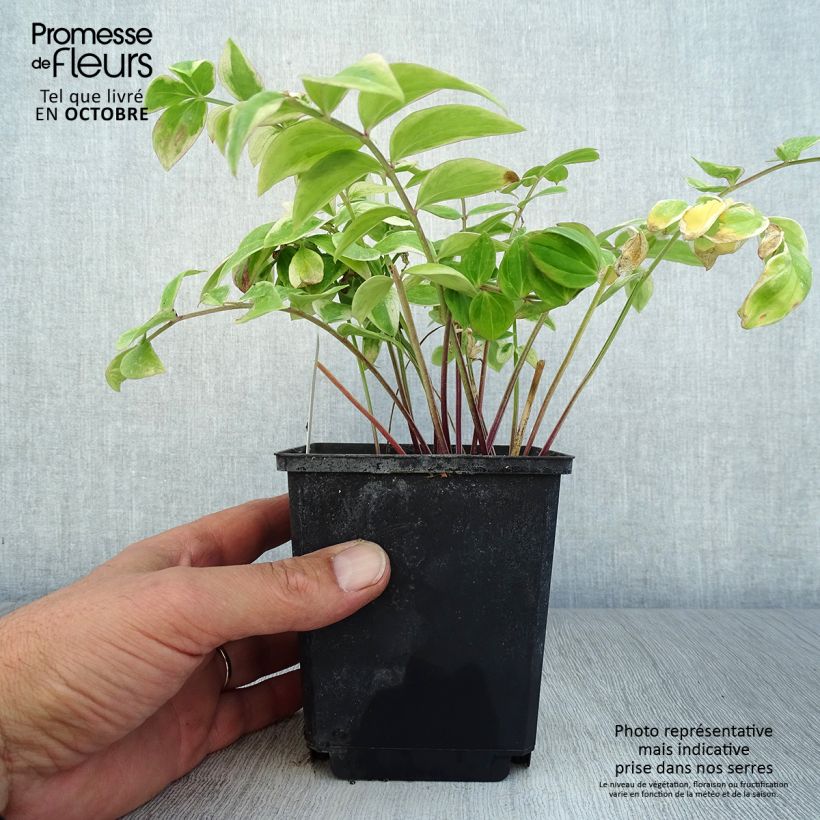 Example of Polemonium reptans Touch of Class - Jakobsleiter Kleine Töpfe von 8/9 cm as you get in automne