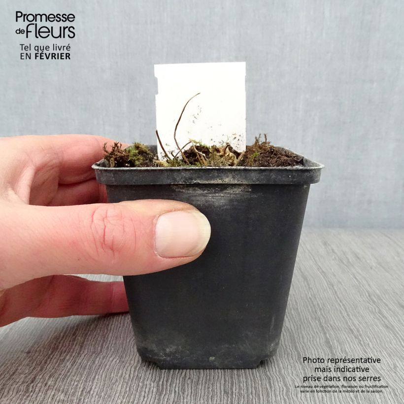 Exemplar von Polemonium reptans Touch of Class - Jakobsleiter Kleine Töpfe von 8/9 cm wie im Winter geliefert