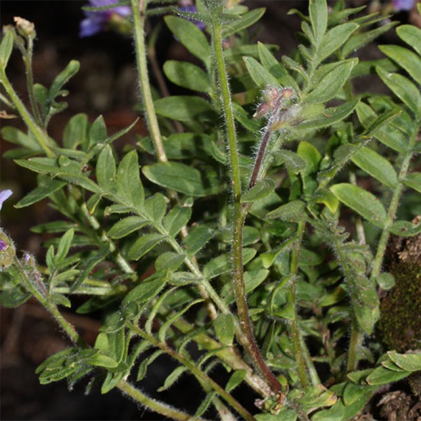 Polemonium yezoense Purple rain - Jakobsleiter (Foliage)