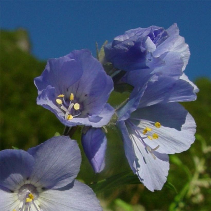 Polemonium yezoense Purple rain - Jakobsleiter (Flowering)