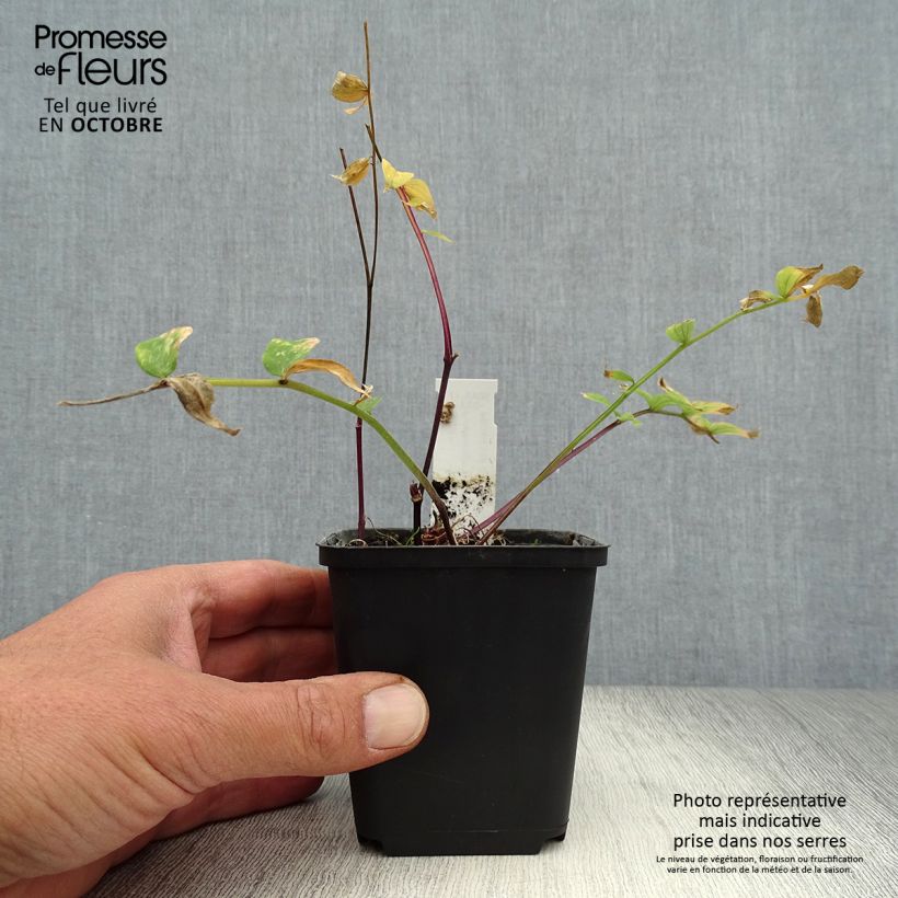 Example of Polemonium yezoense Purple rain - Jakobsleiter Kleine Töpfe von 8/9 cm as you get in automne