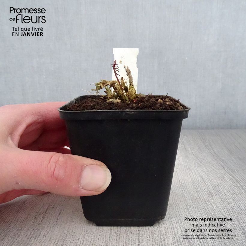 Exemplar von Polemonium yezoense Purple rain - Jakobsleiter Kleine Töpfe von 8/9 cm wie im Winter geliefert