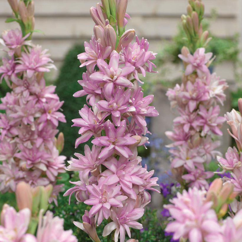 Polyanthes tuberosa Pink Sapphire - Tuberose (Flowering)