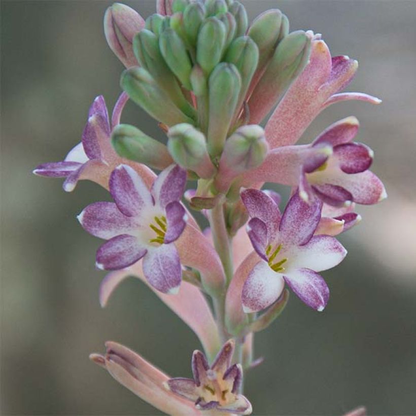 Polianthes tuberosa Sensation - Tuberose (Flowering)