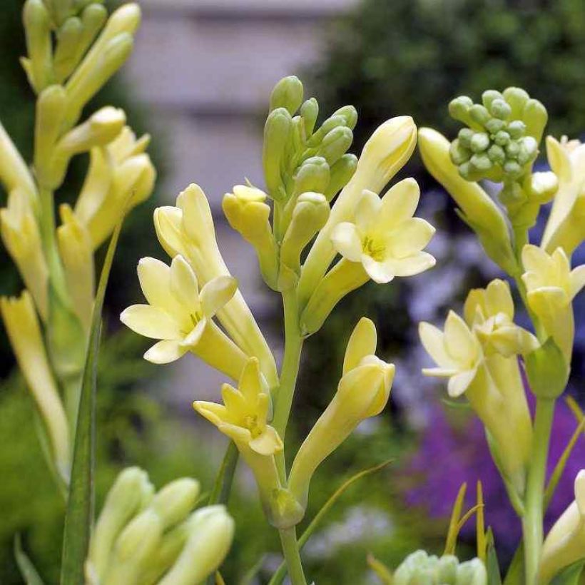 Polyanthes tuberosa Yellow Baby - Tuberose (Flowering)