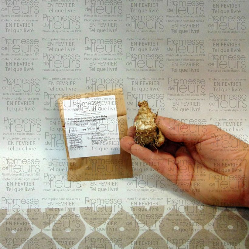Example of Polyanthes tuberosa Yellow Baby - Tuberose Zwiebel size 10+ as you get