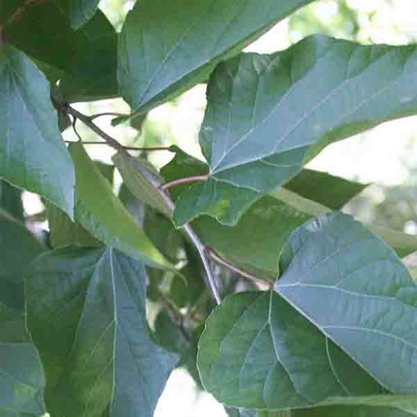 Poliothyrsis sinensis - Poliothyrsis (Foliage)