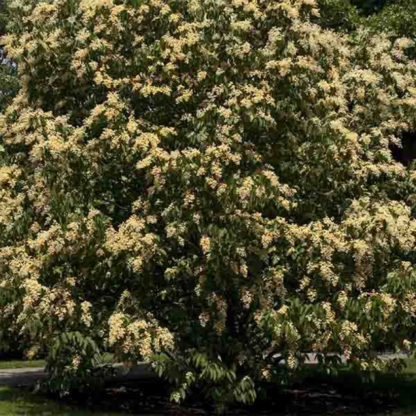 Poliothyrsis sinensis - Poliothyrsis (Plant habit)